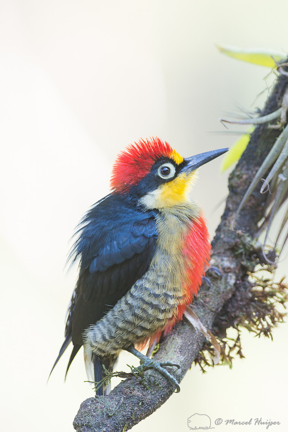 Yellow-fronted woodpecker (Melanerpes flavifrons) male, São Pau