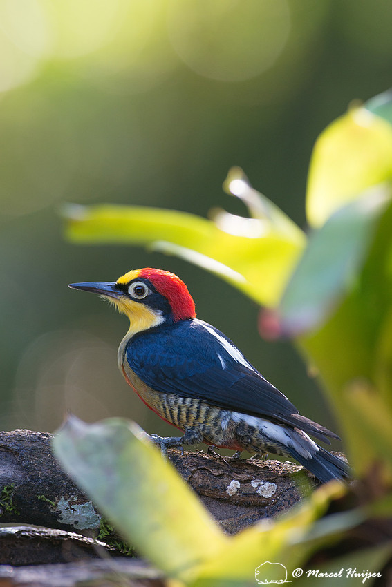 Yellow-fronted woodpecker (Melanerpes flavifrons) male, São Pau