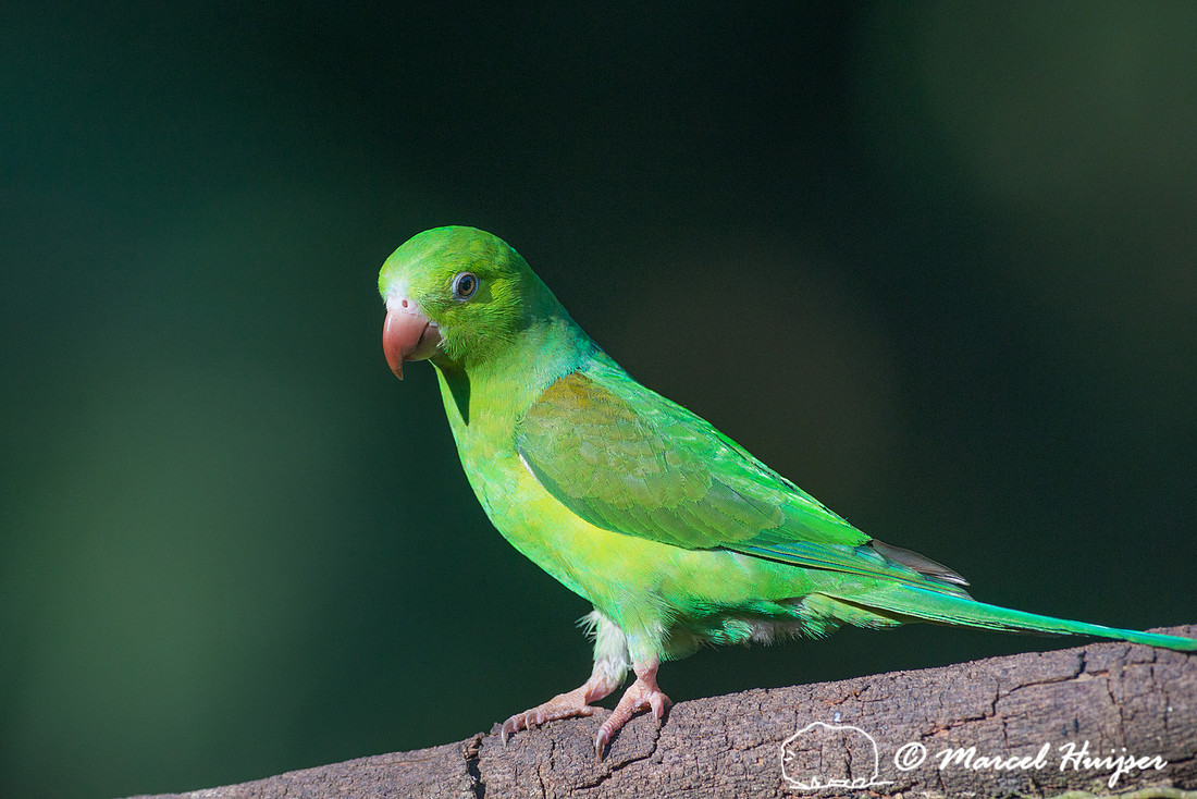 Plain parakeet (Brotogeris tirica), São Paulo, Brazil