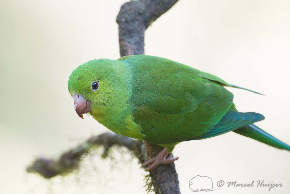 Plain parakeet (Brotogeris tirica), São Paulo, Brazil