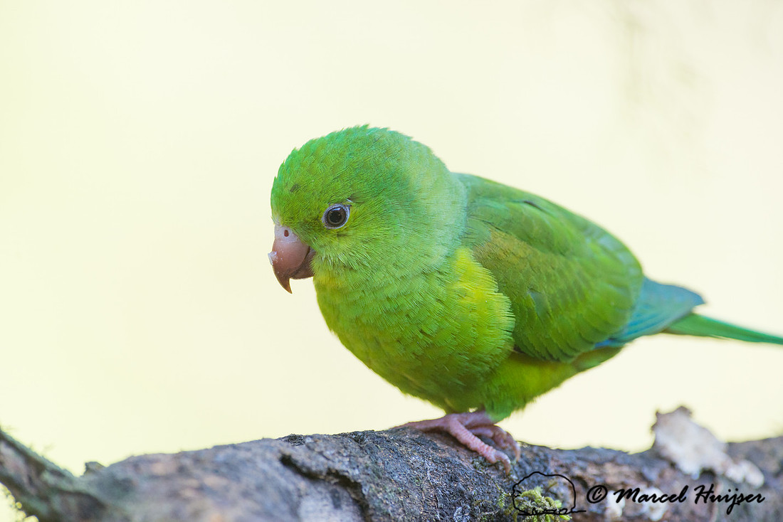 Plain parakeet (Brotogeris tirica), São Paulo, Brazil