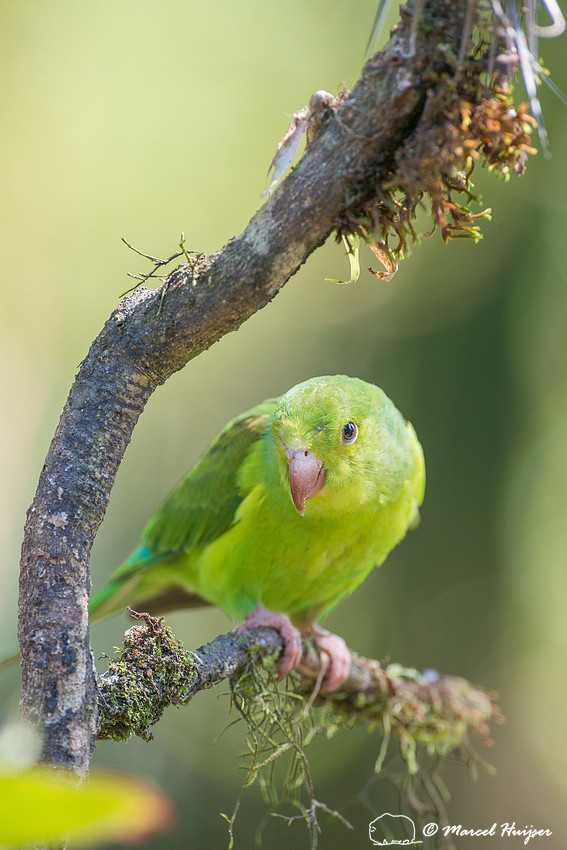 Plain parakeet (Brotogeris tirica), São Paulo, Brazil