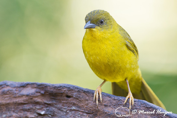 Olive-green tanager (Orthogonys chloricterus), São Paulo, Brazi