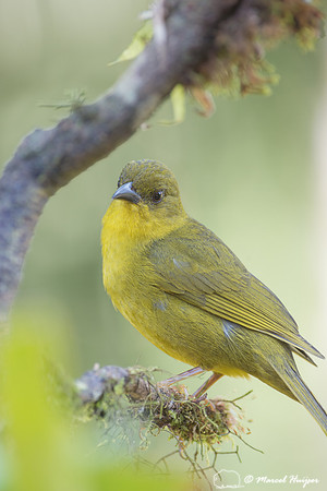 Olive-green tanager (Orthogonys chloricterus), São Paulo, Brazi