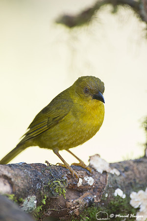 Olive-green tanager (Orthogonys chloricterus), São Paulo, Brazi