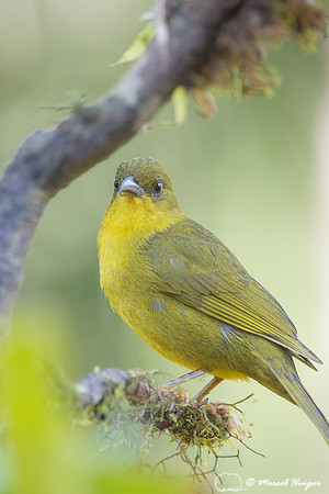 Olive-green tanager (Orthogonys chloricterus), São Paulo, Brazi