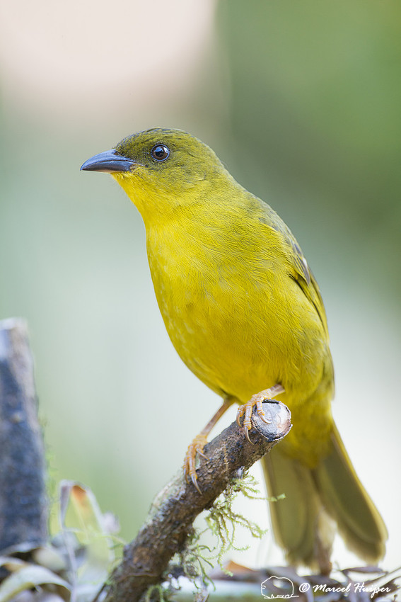 Olive-green tanager (Orthogonys chloricterus), São Paulo, Brazi
