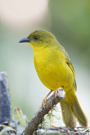 Olive-green tanager (Orthogonys chloricterus), São Paulo, Brazi