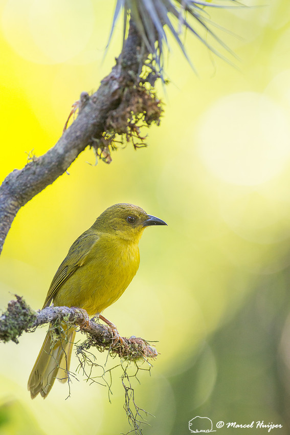Olive-green tanager (Orthogonys chloricterus), São Paulo, Brazi