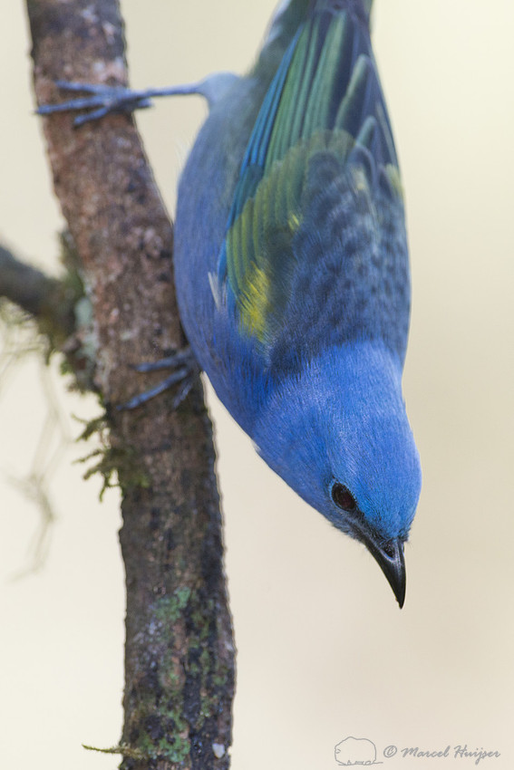 Golden-chevroned tanager (Thraupis ornata), São Paulo, Brazil