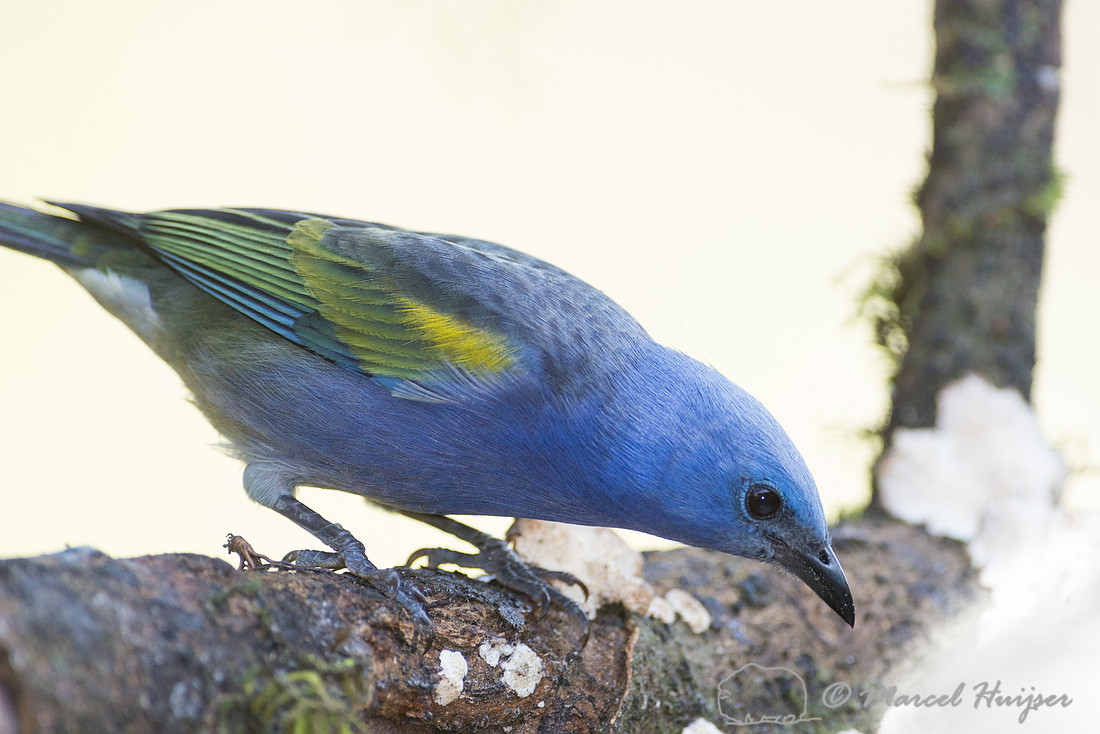 Golden-chevroned tanager (Thraupis ornata), São Paulo, Brazil