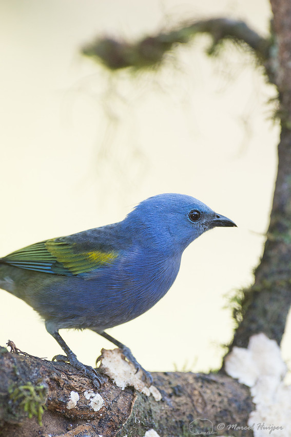 Golden-chevroned tanager (Thraupis ornata), São Paulo, Brazil