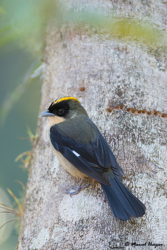 Black-goggled tanager (Trichothraupis melanops), São Paulo, Bra