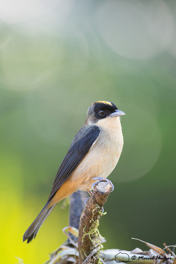 Black-goggled tanager (Trichothraupis melanops), São Paulo, Bra