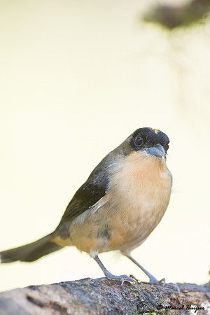 Black-goggled tanager (Trichothraupis melanops), São Paulo, Bra