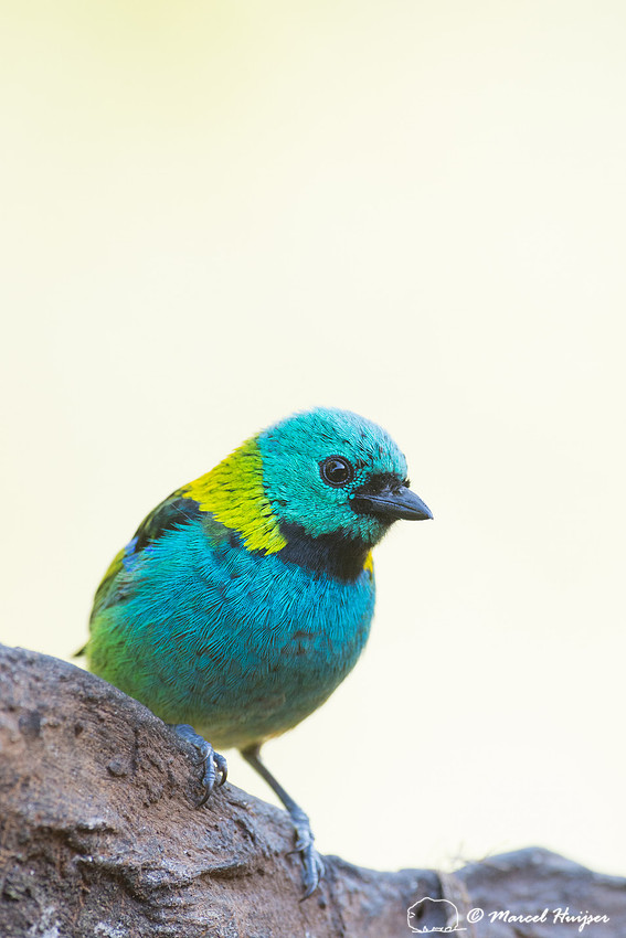 Green-headed tanager (Tangara seledon), São Paulo, Brazil
