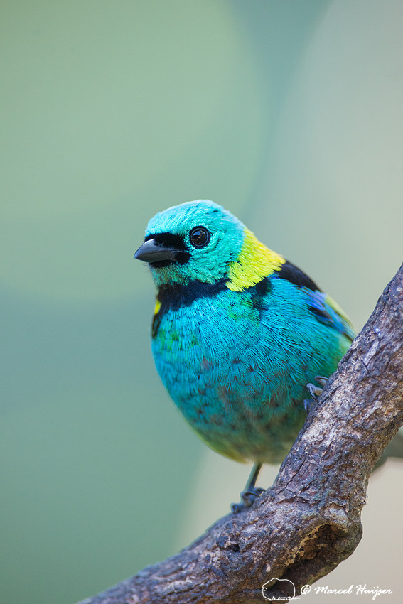 Green-headed tanager (Tangara seledon), São Paulo, Brazil