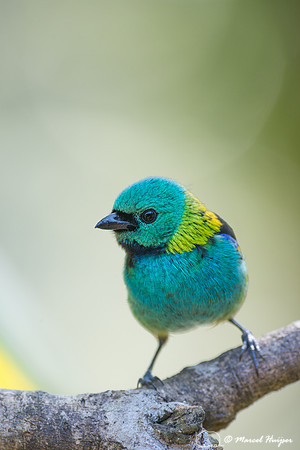 Green-headed tanager (Tangara seledon), São Paulo, Brazil