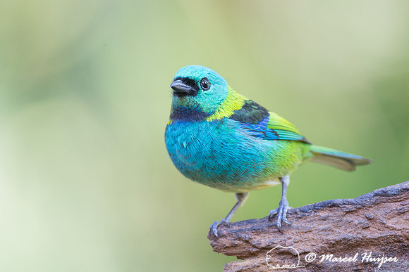 Green-headed tanager (Tangara seledon), São Paulo, Brazil
