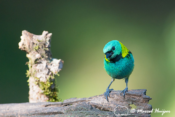 Green-headed tanager (Tangara seledon), São Paulo, Brazil