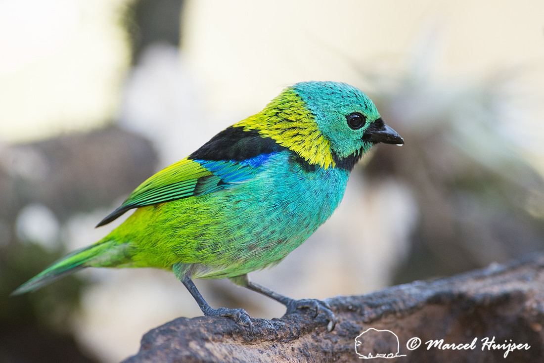 Green-headed tanager (Tangara seledon), São Paulo, Brazil