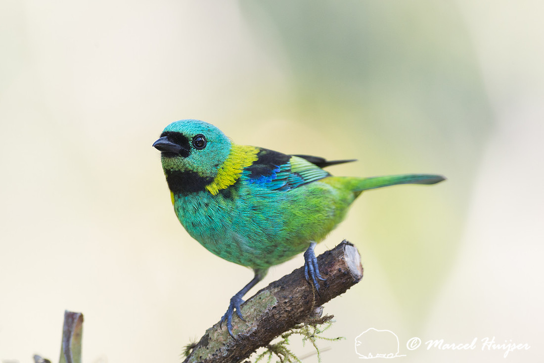 Green-headed tanager (Tangara seledon), São Paulo, Brazil