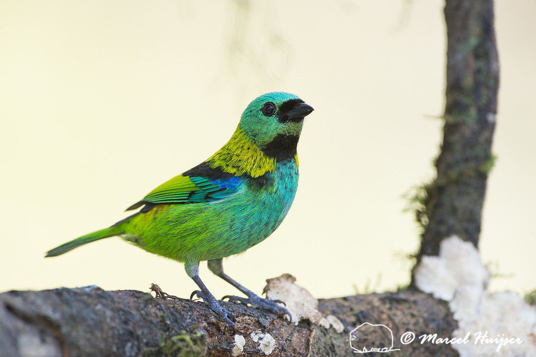 Green-headed tanager (Tangara seledon), São Paulo, Brazil