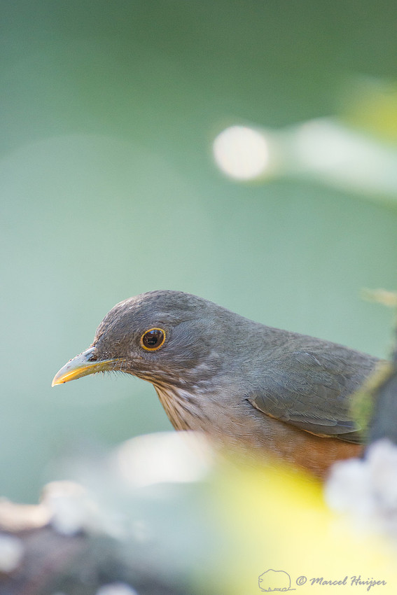 Rufous-bellied thrush (Turdus rufiventris), São Paulo, Brazil