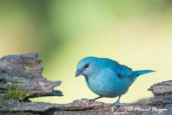 Azure-shouldered tanager (Thraupis cyanoptera), São Paulo, Braz