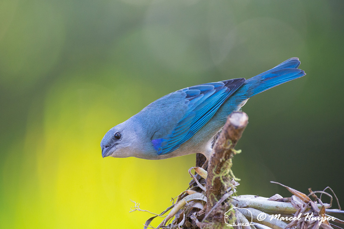 Azure-shouldered tanager (Thraupis cyanoptera), São Paulo, Braz