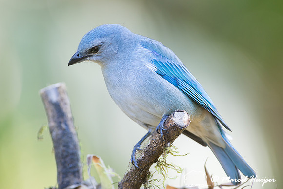 Azure-shouldered tanager (Thraupis cyanoptera), São Paulo, Braz