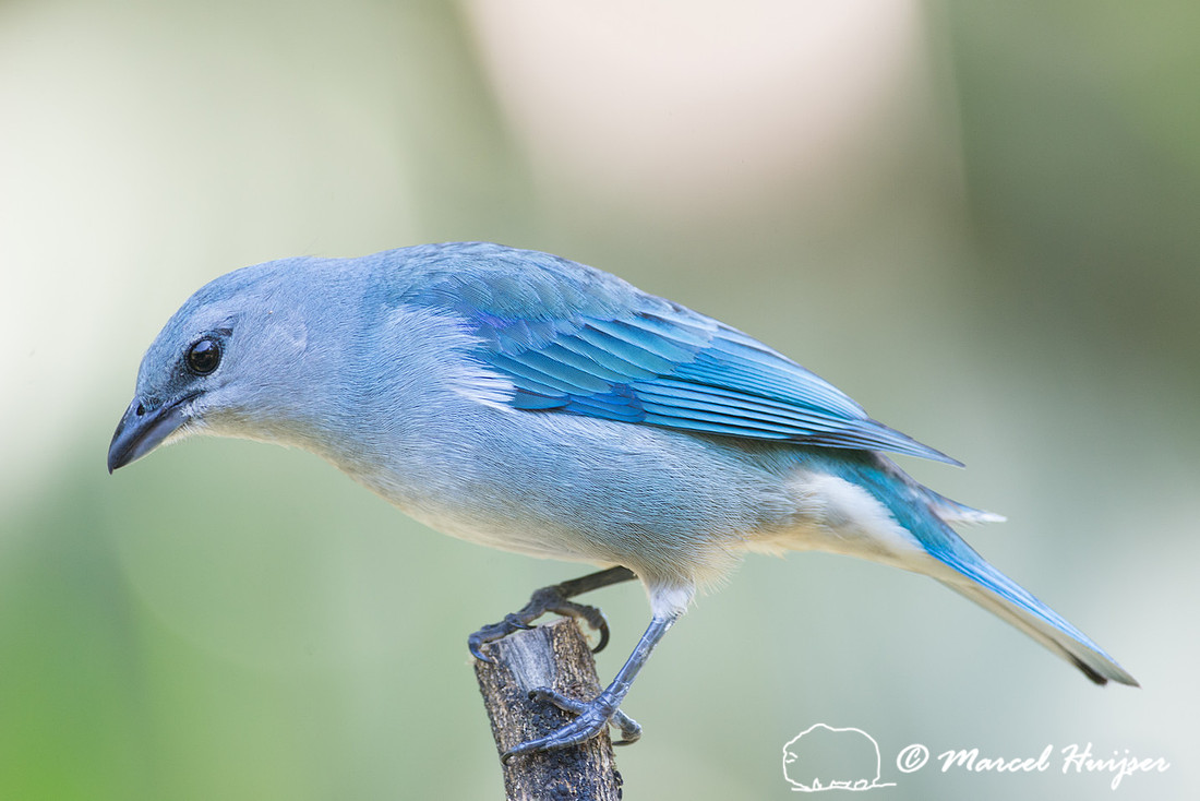 Azure-shouldered tanager (Thraupis cyanoptera), São Paulo, Braz
