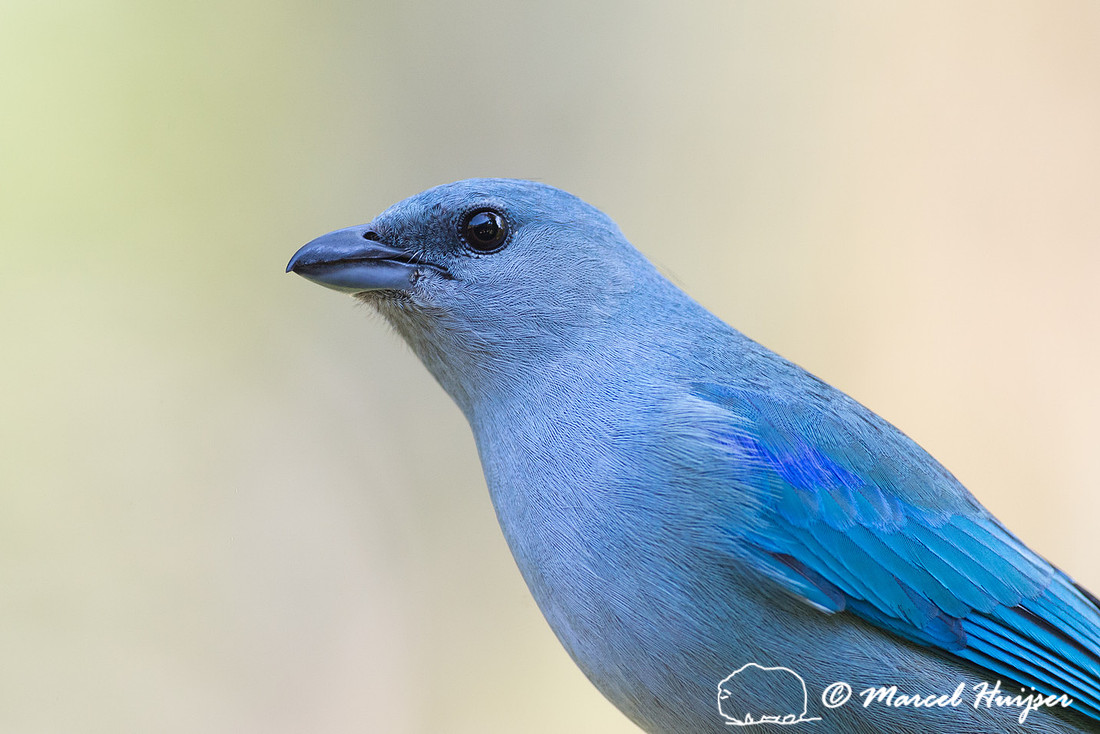 Azure-shouldered tanager (Thraupis cyanoptera), São Paulo, Braz
