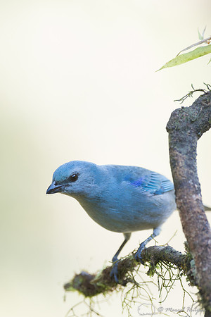 Azure-shouldered tanager (Thraupis cyanoptera), São Paulo, Braz