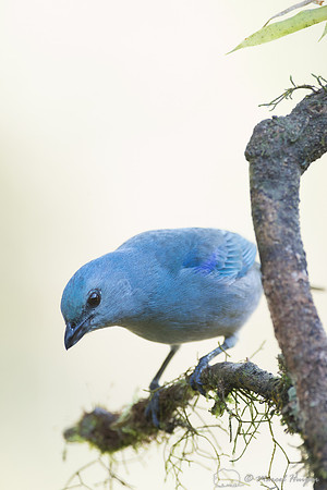 Azure-shouldered tanager (Thraupis cyanoptera), São Paulo, Braz
