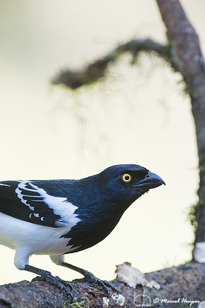 Magpie tanager (Cissopis leverianus), São Paulo, Brazil