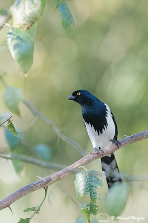 Magpie tanager (Cissopis leverianus), São Paulo, Brazil