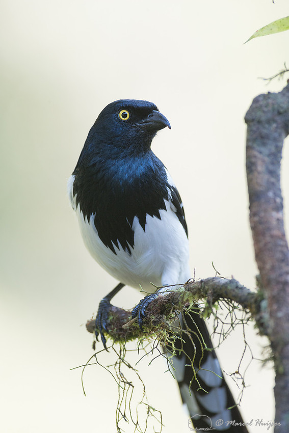Magpie tanager (Cissopis leverianus), São Paulo, Brazil