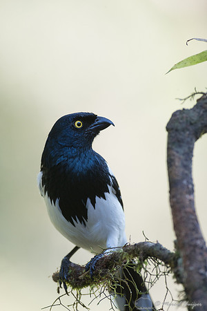 Magpie tanager (Cissopis leverianus), São Paulo, Brazil