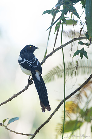Magpie tanager (Cissopis leverianus), São Paulo, Brazil