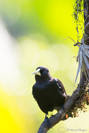 Red-rumped cacique (Cacicus haemorrhous), São Paulo, Brazil
