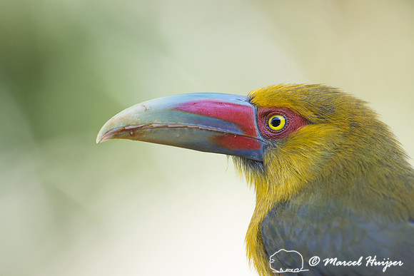 Saffron toucanet (Pteroglossus bailloni), São Paulo, Brazil