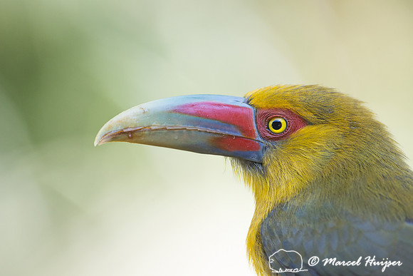 Saffron toucanet (Pteroglossus bailloni), São Paulo, Brazil