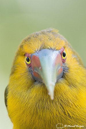 Saffron toucanet (Pteroglossus bailloni), São Paulo, Brazil