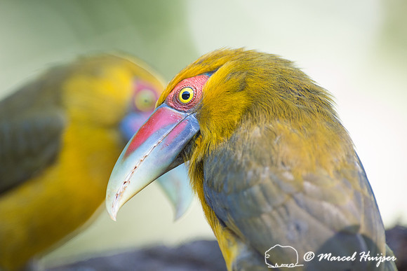 Saffron toucanet (Pteroglossus bailloni), São Paulo, Brazil