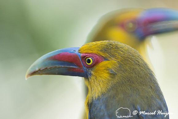 Saffron toucanet (Pteroglossus bailloni), São Paulo, Brazil
