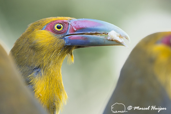 Saffron toucanet (Pteroglossus bailloni), São Paulo, Brazil