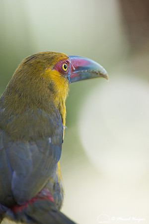 Saffron toucanet (Pteroglossus bailloni), São Paulo, Brazil