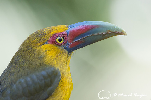 Saffron toucanet (Pteroglossus bailloni), São Paulo, Brazil