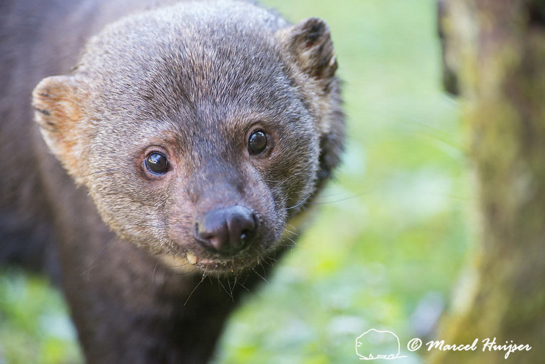 Tayra (Eira barbara), São Paulo, Brazil